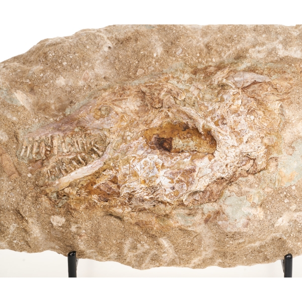 Picture of Reptile Fossil Plate Researched History Museums
