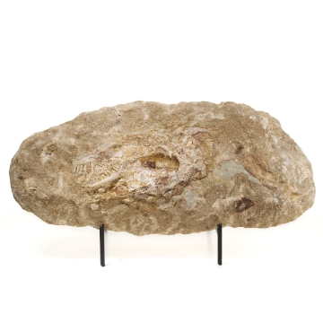 Show details for Reptile Fossil Plate Researched History Museums Picture of Reptile Fossil Plate Researched History Museums