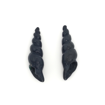 Show details for Australian Opalized 7.0ctw. Gastropod Shells Turreted  Australian Opalized Gastropod Shells Turreted G1397443P