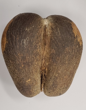 Show details for African Seychelles Island CoCo De Mer Nut Picture of African Seychelles Island CoCo De Mer Nut