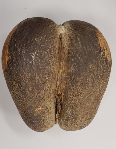Picture of African Seychelles Island CoCo De Mer Nut