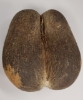 Picture of African Seychelles Island CoCo De Mer Nut