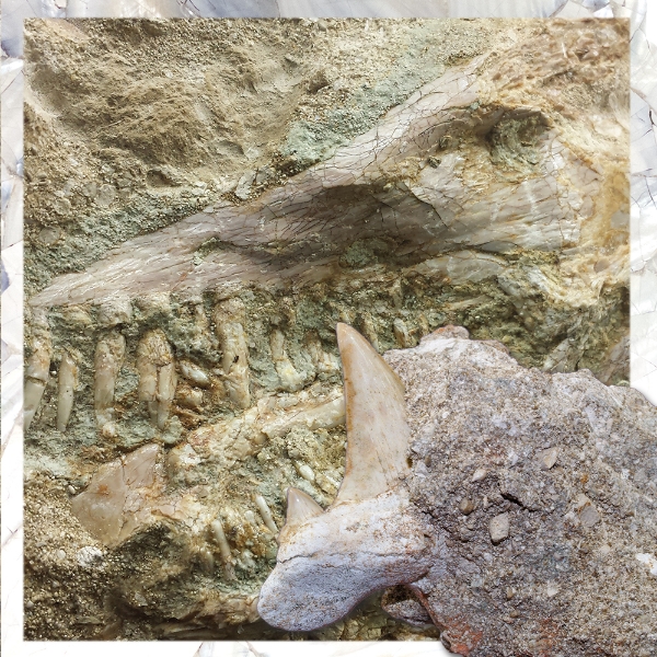 Show products in category Fossils Picture for category Fossils